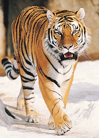http://www.animalspot.net/wp-content/uploads/2011/09/Tiger-Pictures.gif
