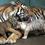 Tiger Cub Pictures
