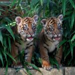 Images of Tiger Cubs