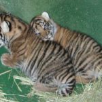 Photos of Tiger Cubs