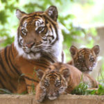 Picture of Tiger Cubs