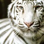 White Tiger Photo