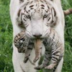 Images of White Tiger
