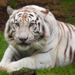 Photos of White Tiger