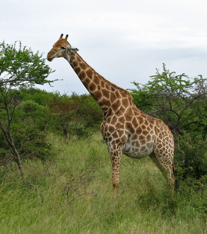 Does the giraffe have a voice? | Natural World of Living Things