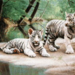 White Tiger Cubs Picture