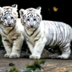 Pictures of White Tiger Cubs