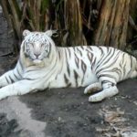 Pictures of White Tiger