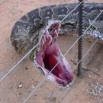 Images of Anaconda