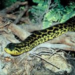 Pictures of Anaconda