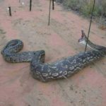 Pics of Anaconda