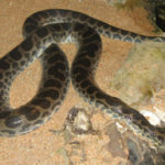 Picture of Anaconda