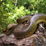 Pictures of Anaconda