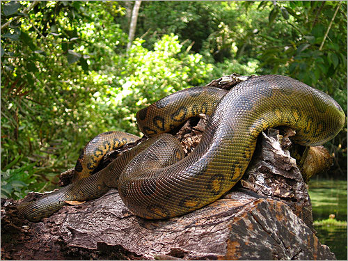 Check out a picture gallery dedicated to the Anaconda that captures 