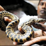 Pictures of Anaconda baby