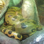 Anaconda Wallpaper