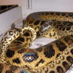 Image of Anaconda