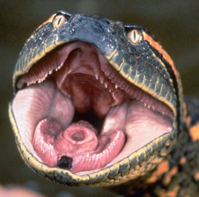 foto anaconda