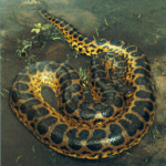 Anacondas