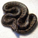 Baby Anaconda Pictures