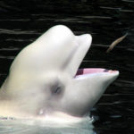 Beluga Whales