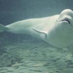 Pictures of Beluga Whale