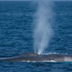 Images of Blue Whale
