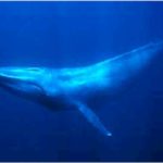 Pictures of Blue Whale