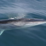 Fin Whale Images