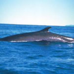 Pictures of Fin Whale