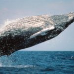 Humpback Whales