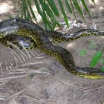 Anaconda Images