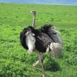 Ostrich images