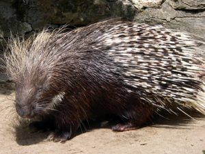 North American Porcupine Picture