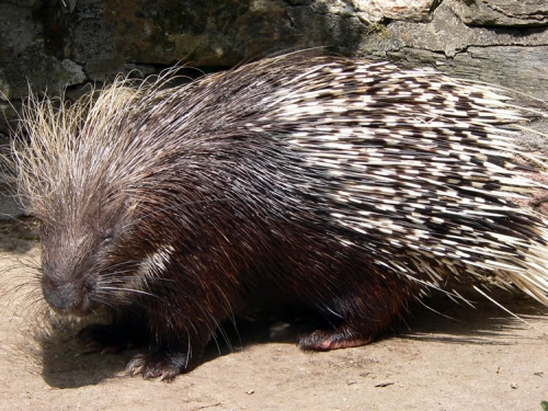 North-American-Porcupine.jpg