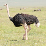 Ostrich image