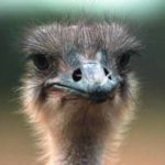 Ostrich Face Pictures