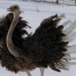 Ostrich feather pictures