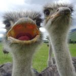 Image of Ostrich
