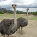 Images of Ostrich