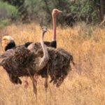 Photo of Ostrich