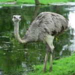 Photos of Ostrich