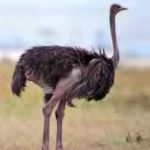 Picture of Ostrich