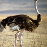 Pictures of Ostrich