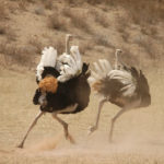 Pictures of Ostrich playing