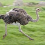 pictures of Ostrich running