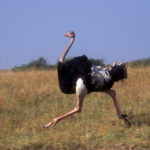wallpaper of Ostrich