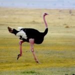 wallpapers of Ostrich