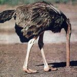 Ostrich Heading inside the ground