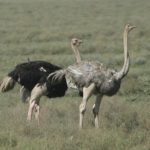 Ostriches picture